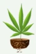1PharmerRootedLeafIn Welsh