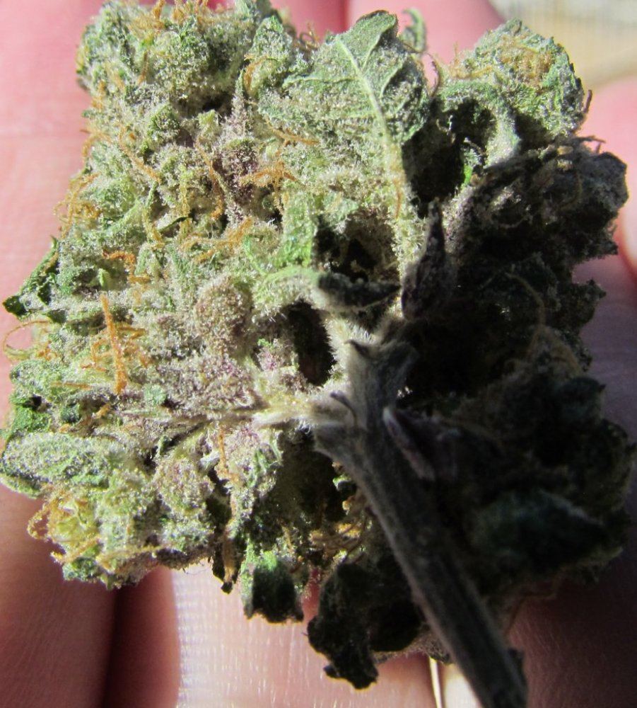 1QB pheno 1 dry 001