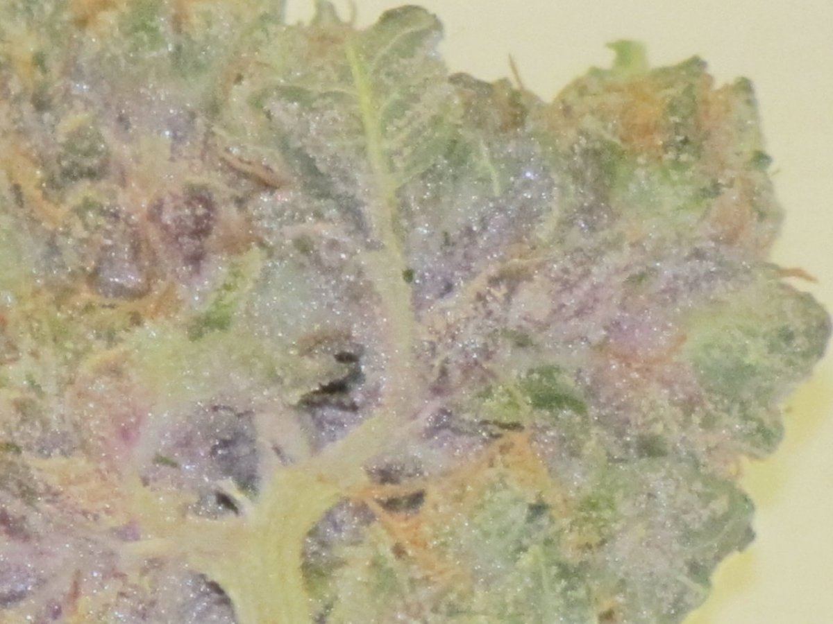 1QB pheno 1 dry 011