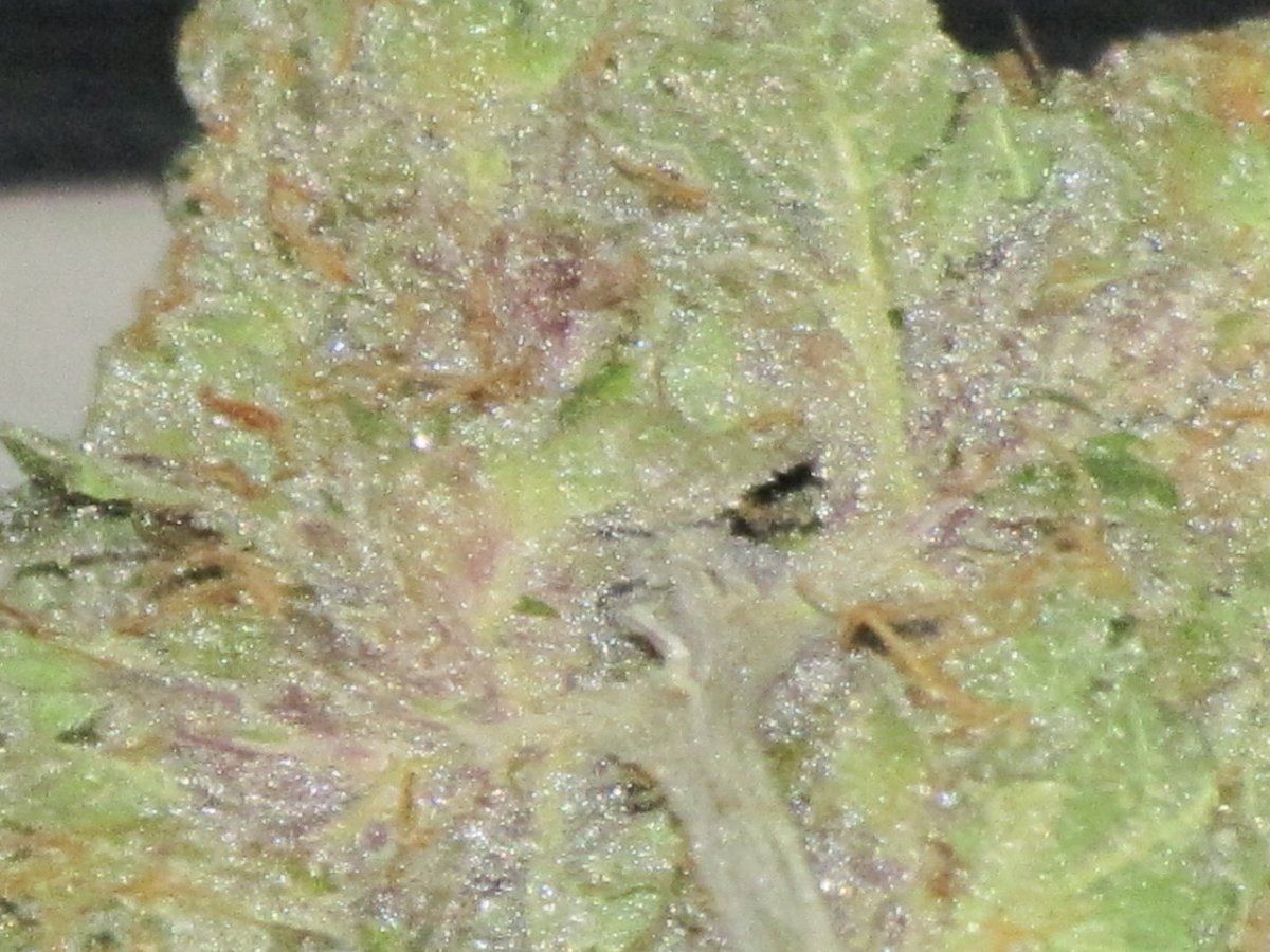 1QB pheno 1 dry 017