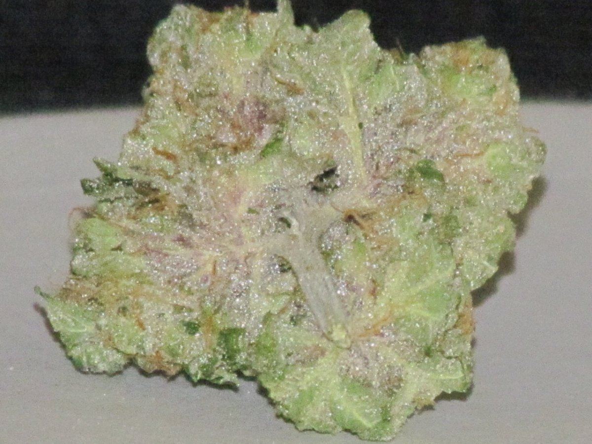 1QB pheno 1 dry 018