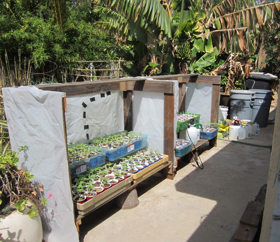 1Seedlings