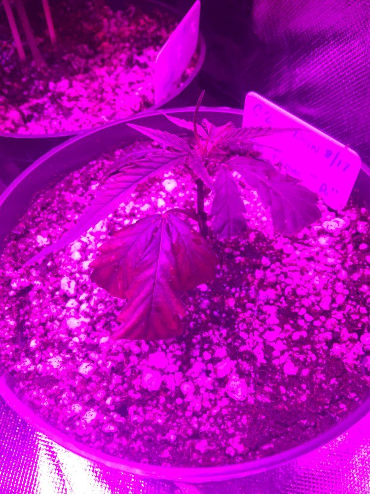 1st attempt at clones showing discoloration