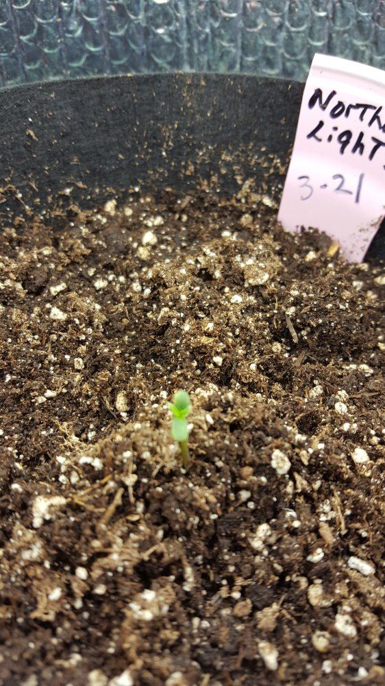 1st auto grow 3