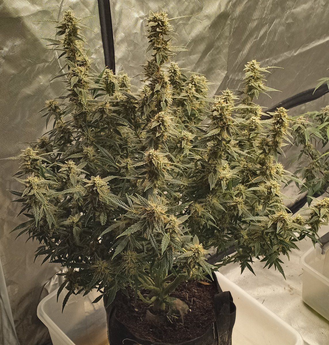1st coco grow huge success for me check it out 5