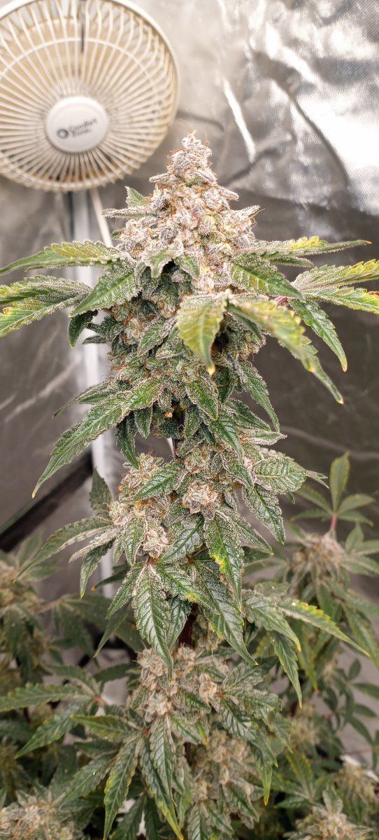 1st coco grow huge success for me check it out
