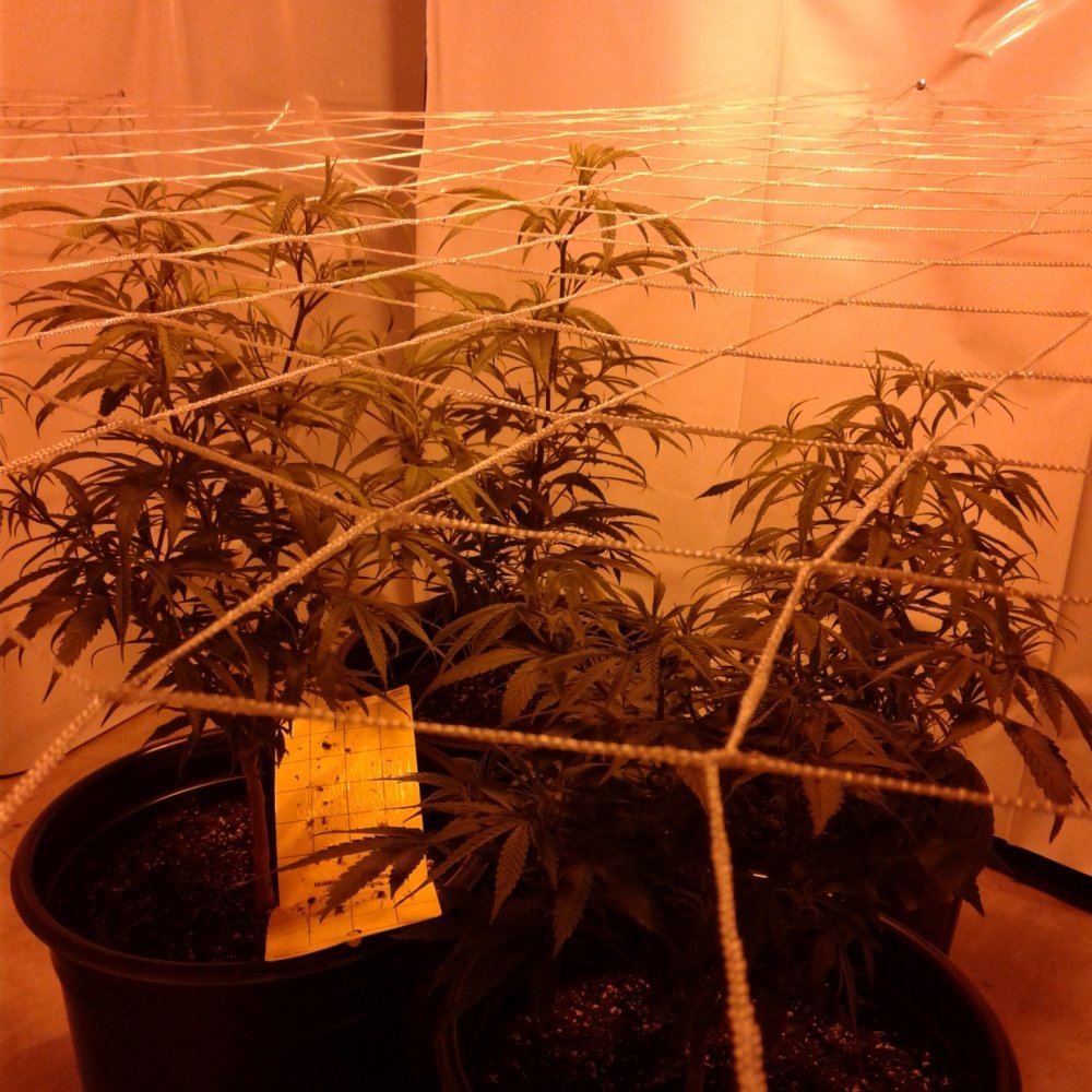1st day on this site heres my grow 2