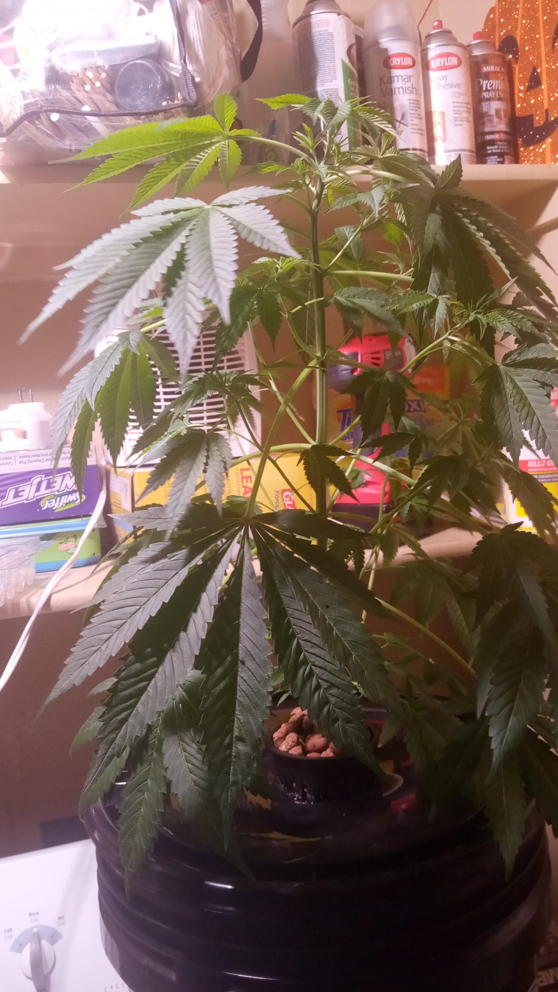1st dwc and plant looks a little droopy and i cant tell if im in the flowering stage or not th 2
