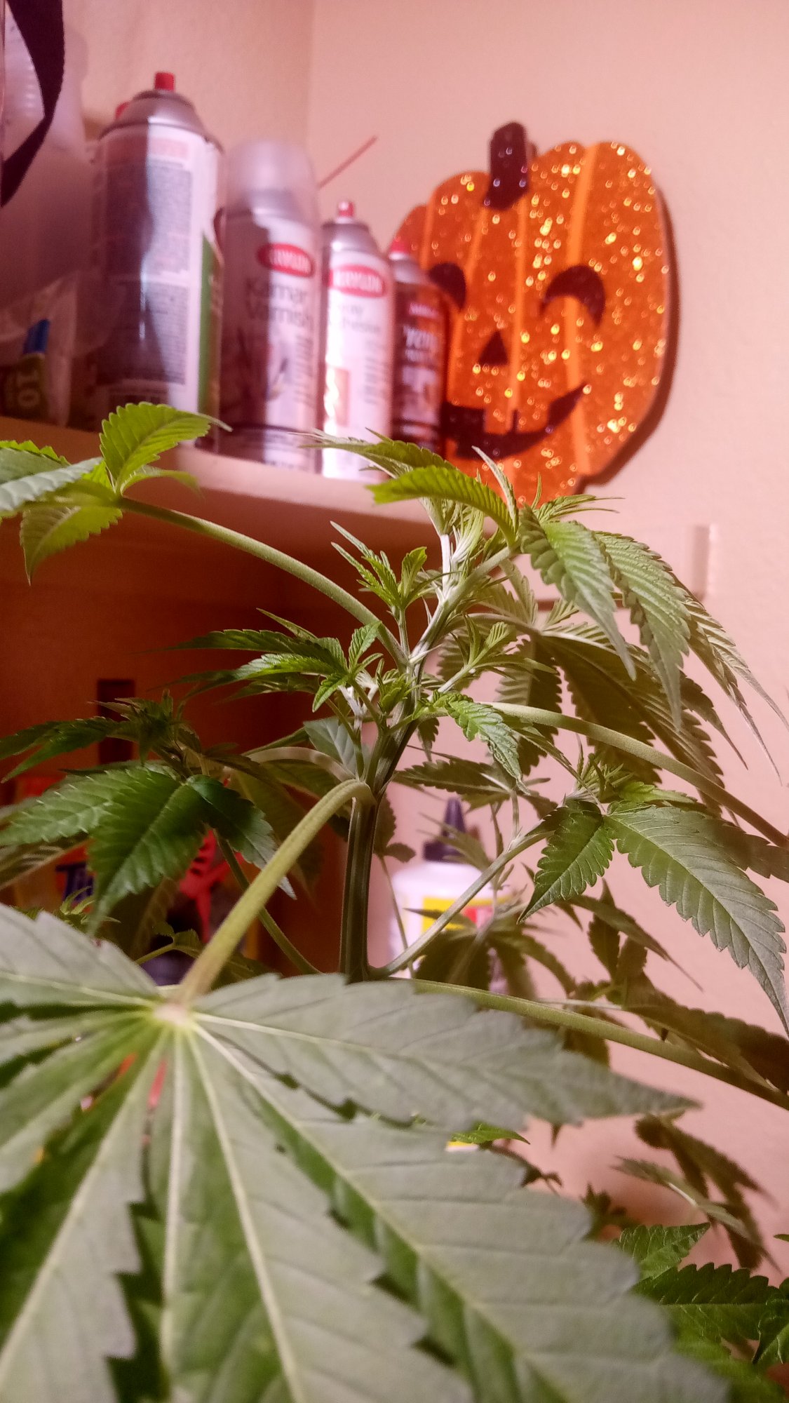 1st dwc and plant looks a little droopy and i cant tell if im in the flowering stage or not th 3