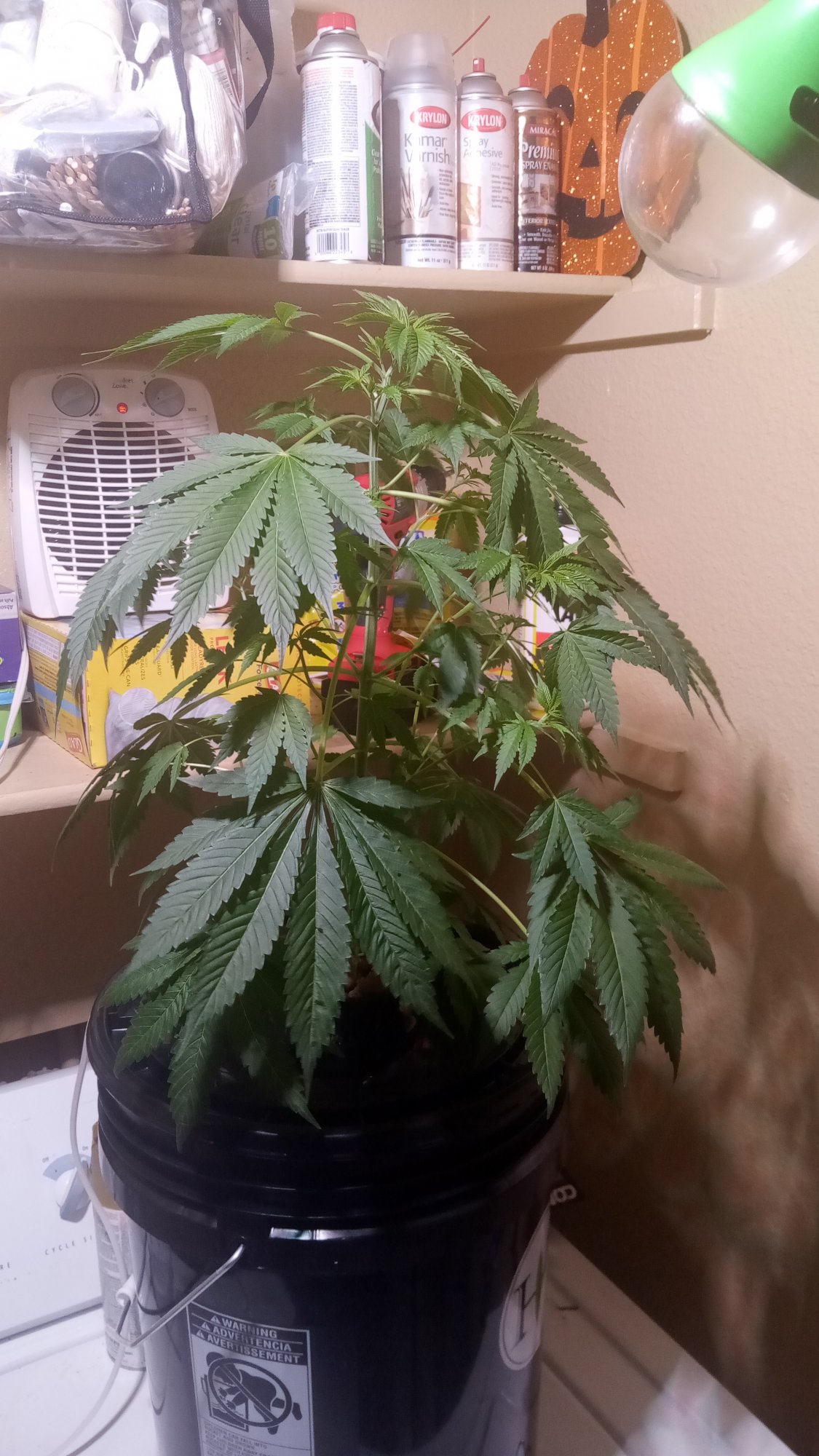 1st dwc and plant looks a little droopy and i cant tell if im in the flowering stage or not th