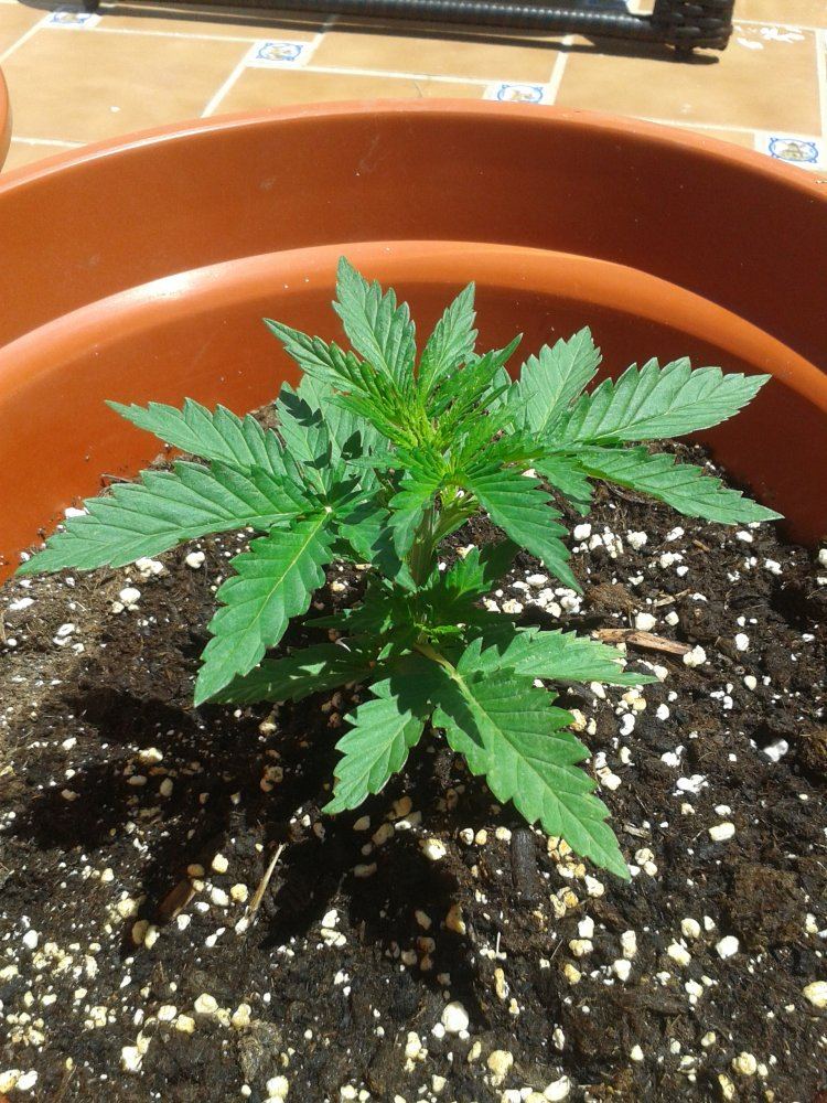 1st ever grow   outdoor auto ice cool auto spain 2