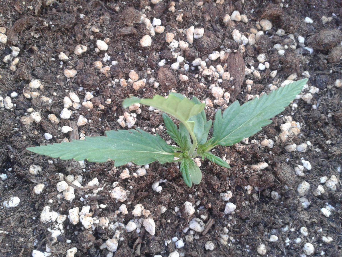 1st ever grow   outdoor auto ice cool auto spain 4