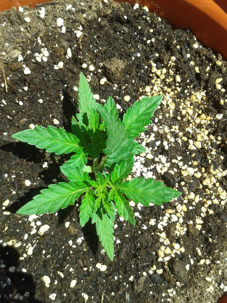 1st ever grow   outdoor auto ice cool auto spain 5
