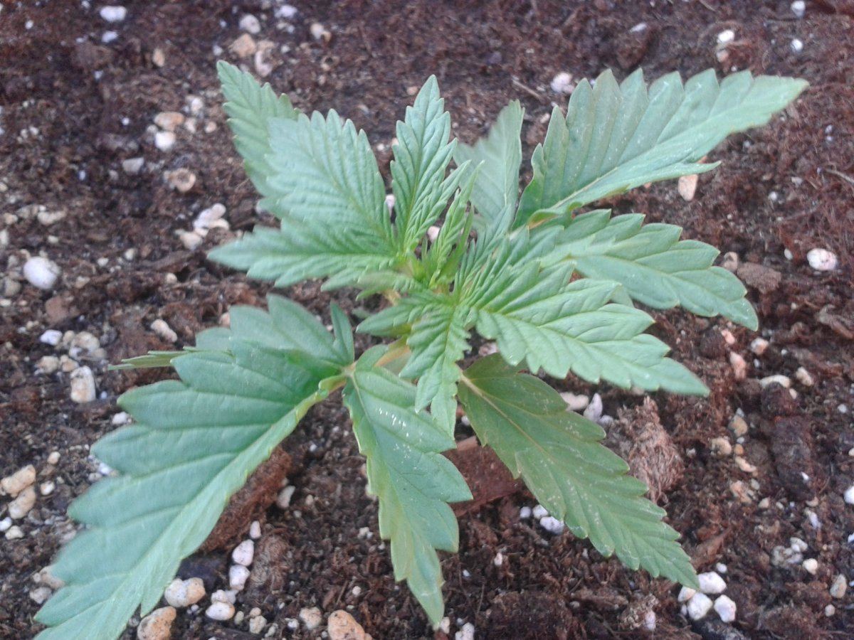 1st ever grow   outdoor auto ice cool auto spain