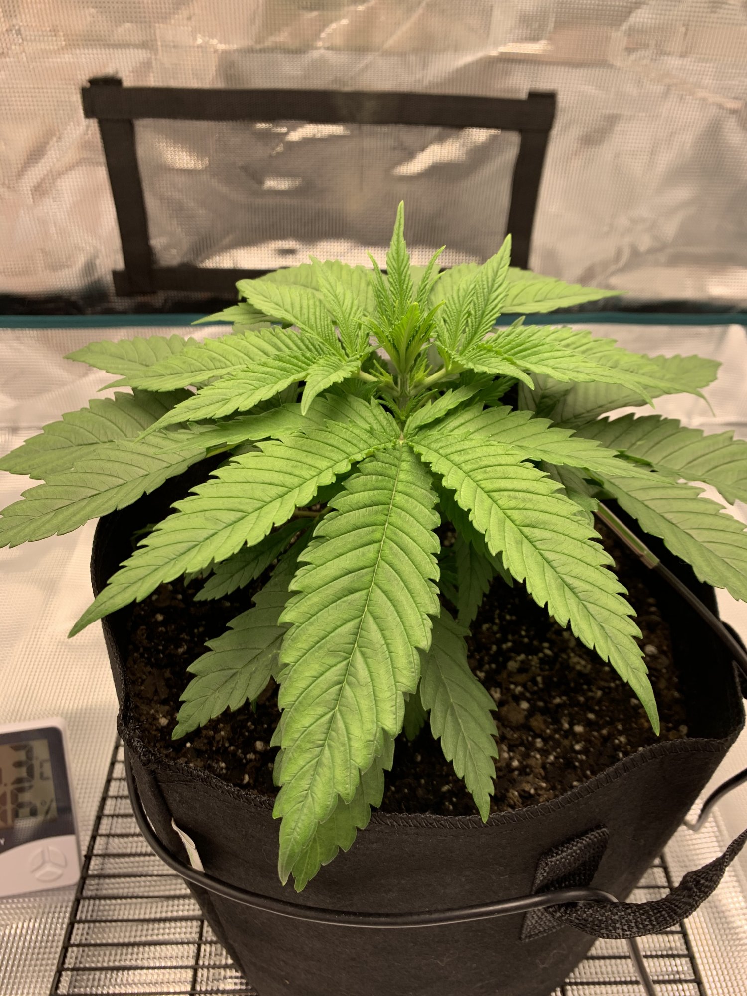 1st grow 2