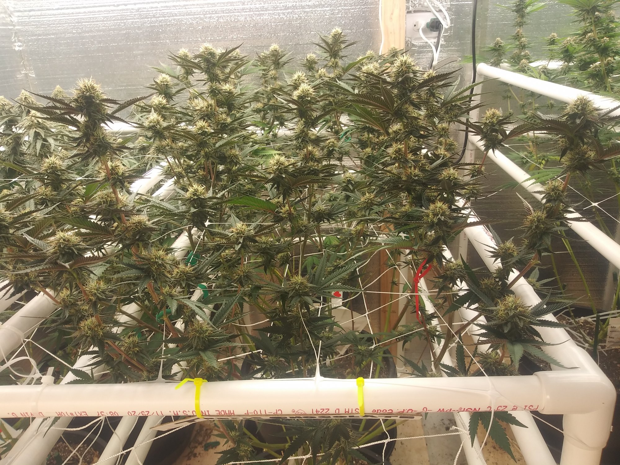 1st grow about to harvest 3