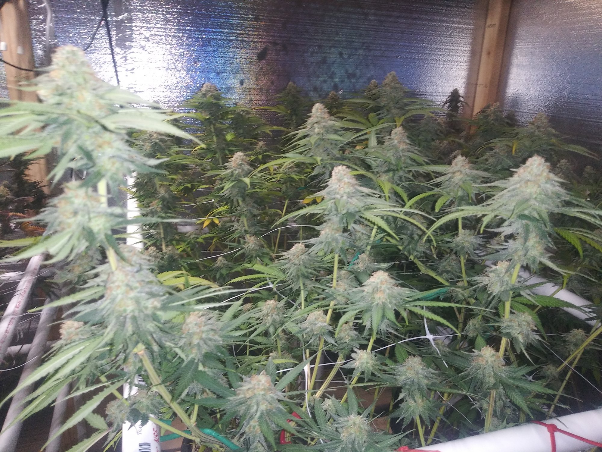 1st grow about to harvest 6