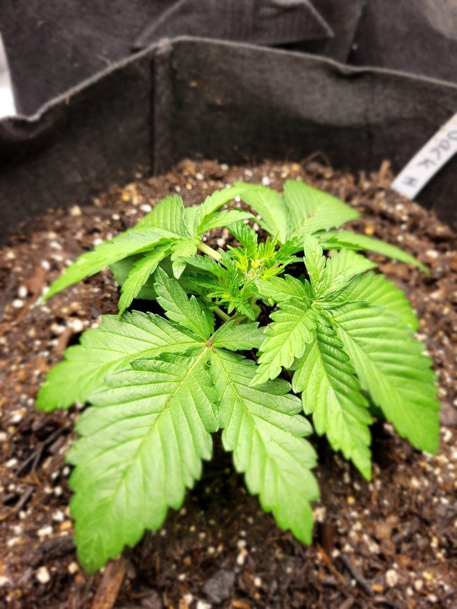1st grow any help appreciated 2