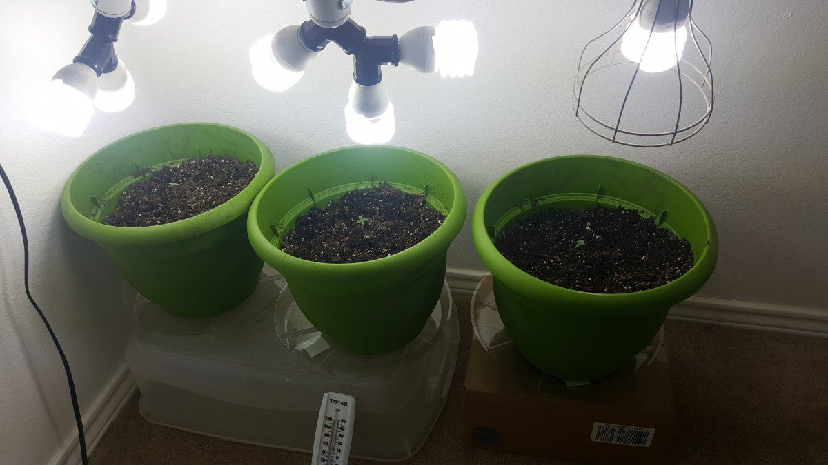 1st grow cfl 10 days 3