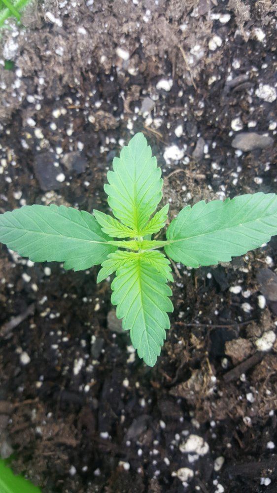 1st grow cfl 10 days