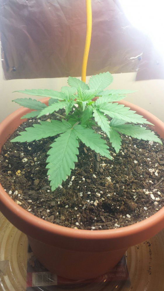 1st grow ever 3