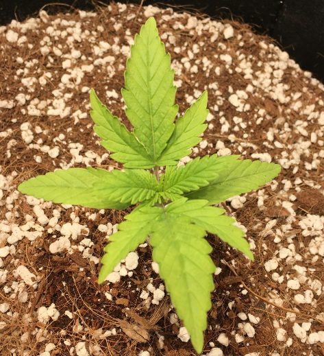 1st grow ever and in coco   whats up with my ladies 3