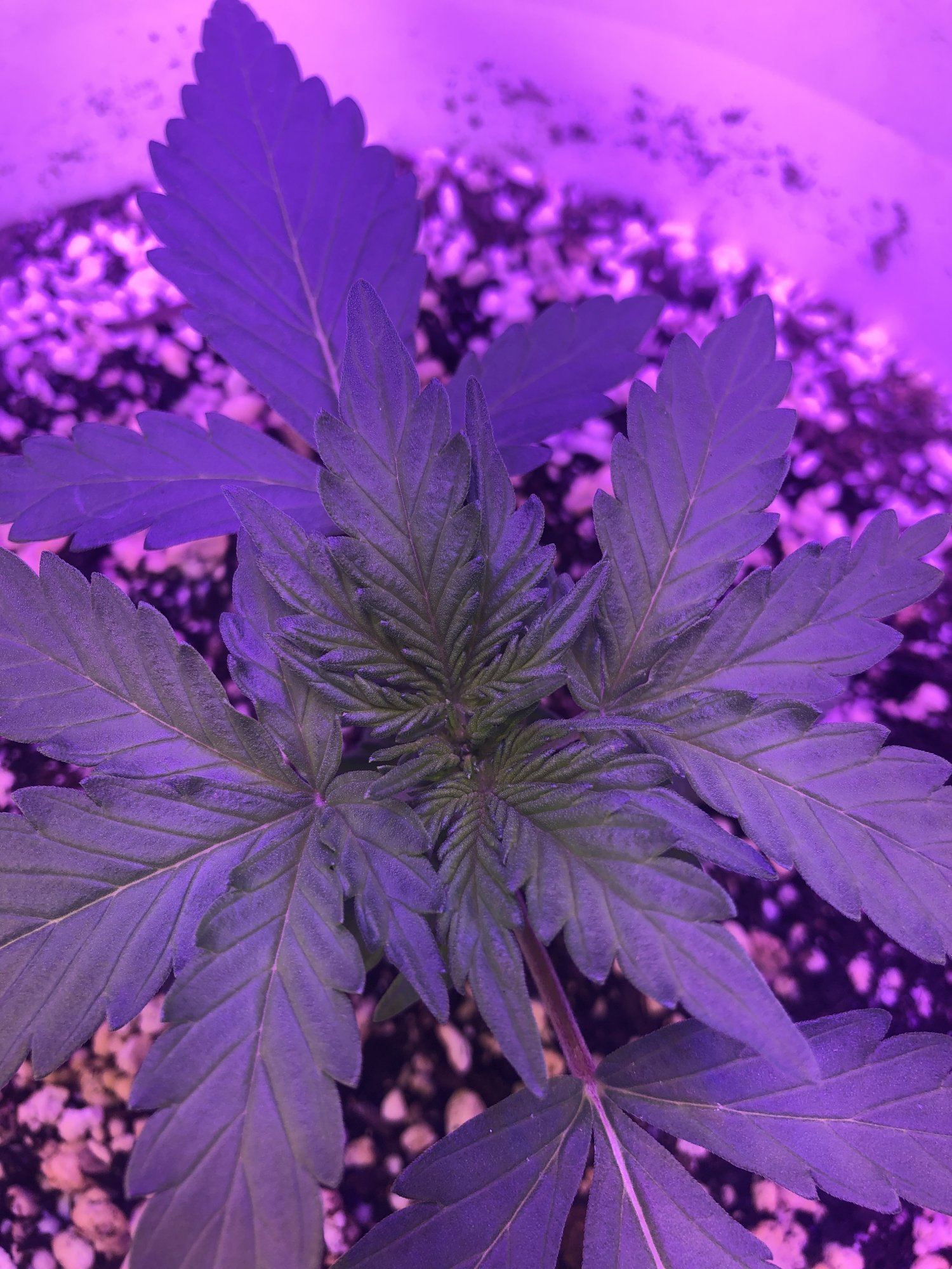 1st grow ever   please help 2