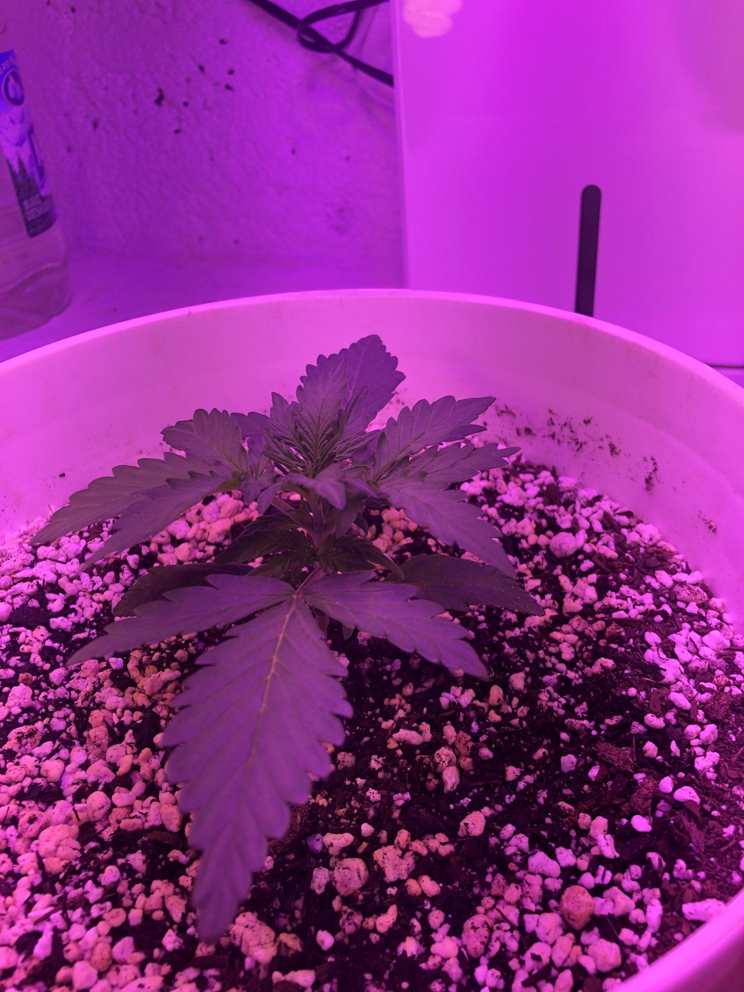 1st grow ever   please help