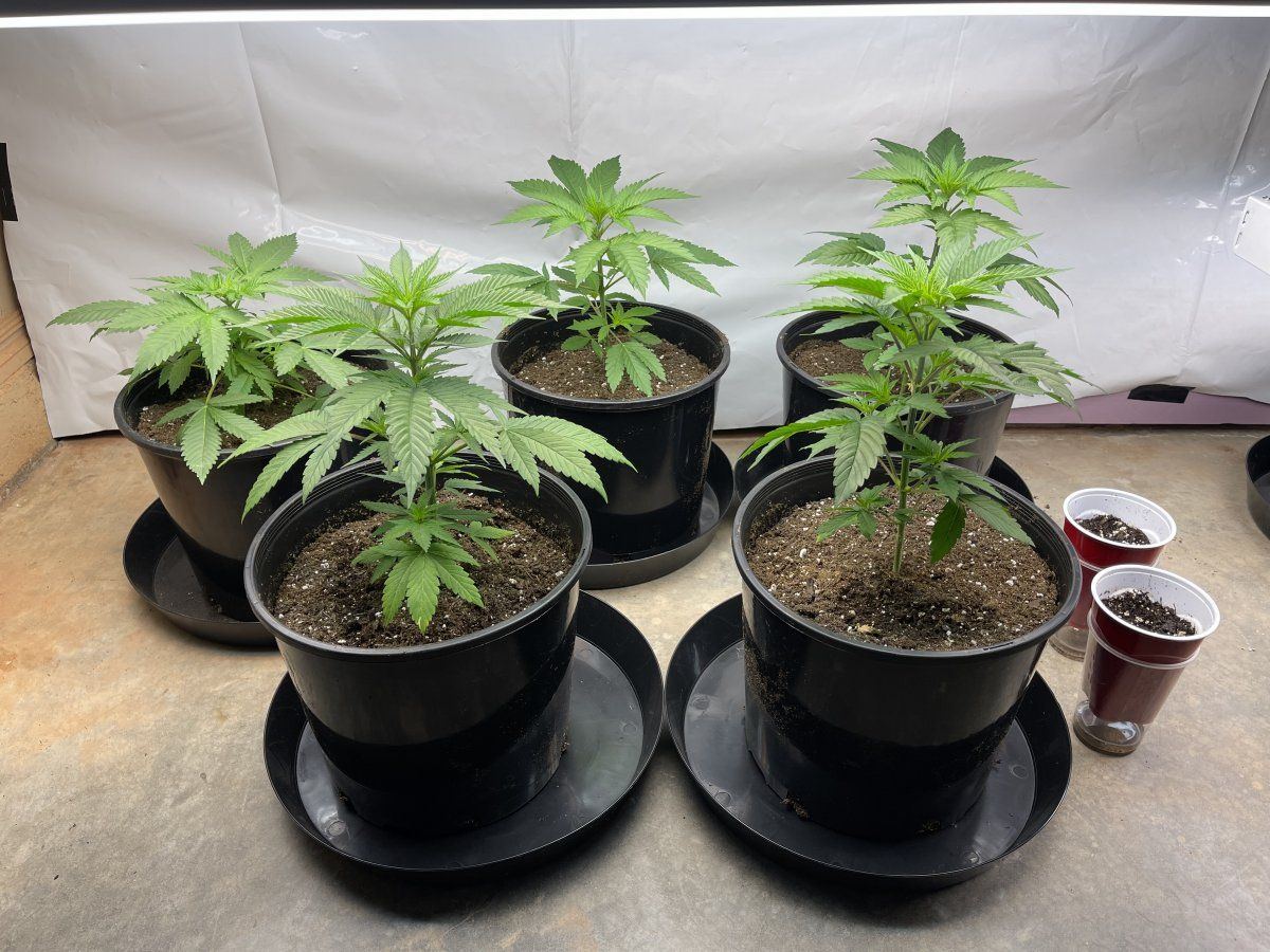 1st grow   going big setup  general advice welcomed 3