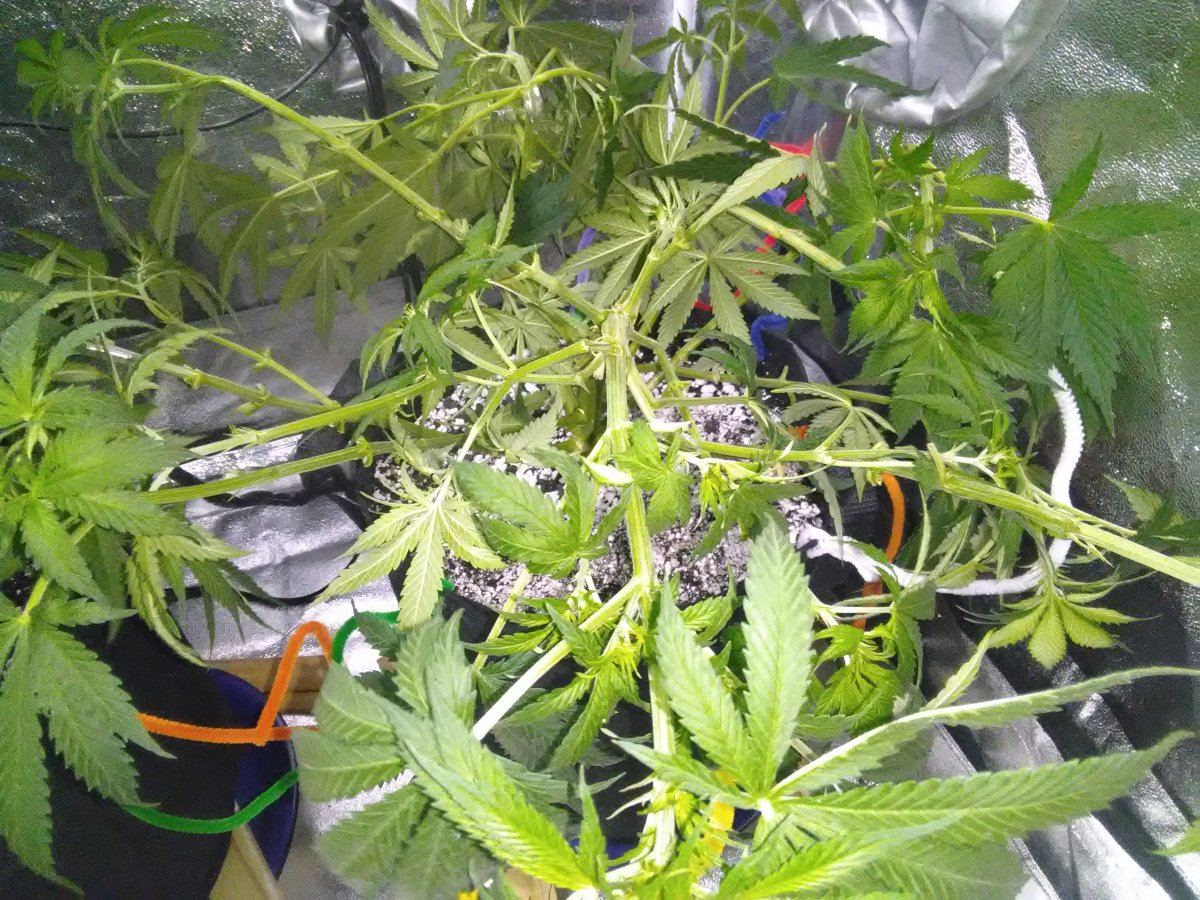 1st grow going good 12