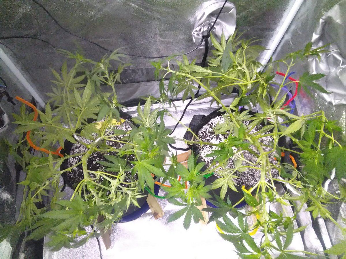 1st grow going good 13