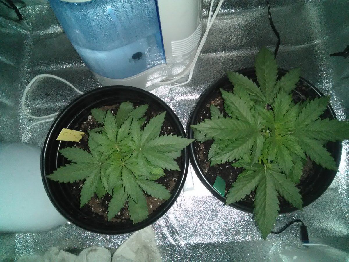 1st grow going good 2