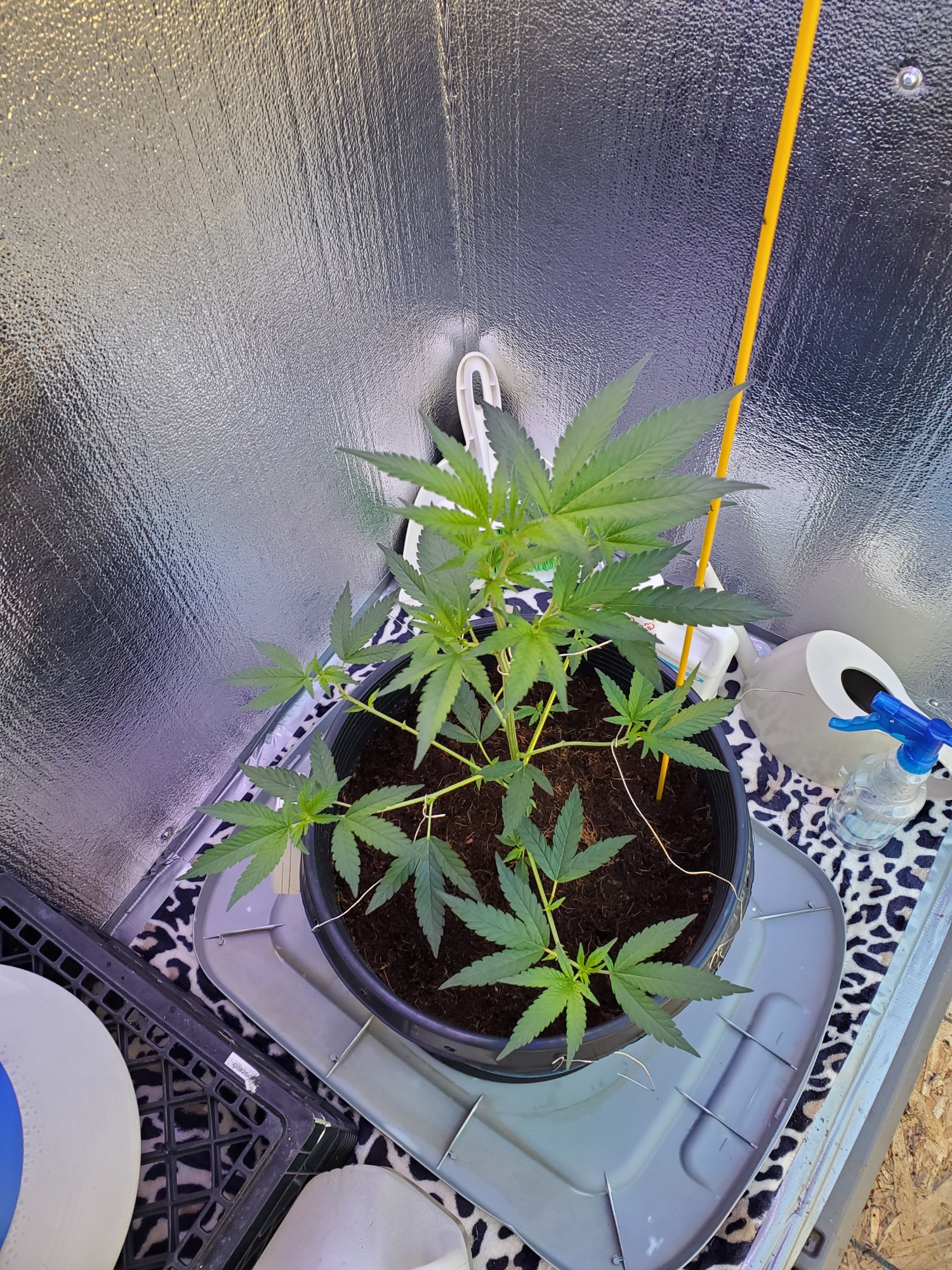 1st grow healthy  good size for 5 6wk clone