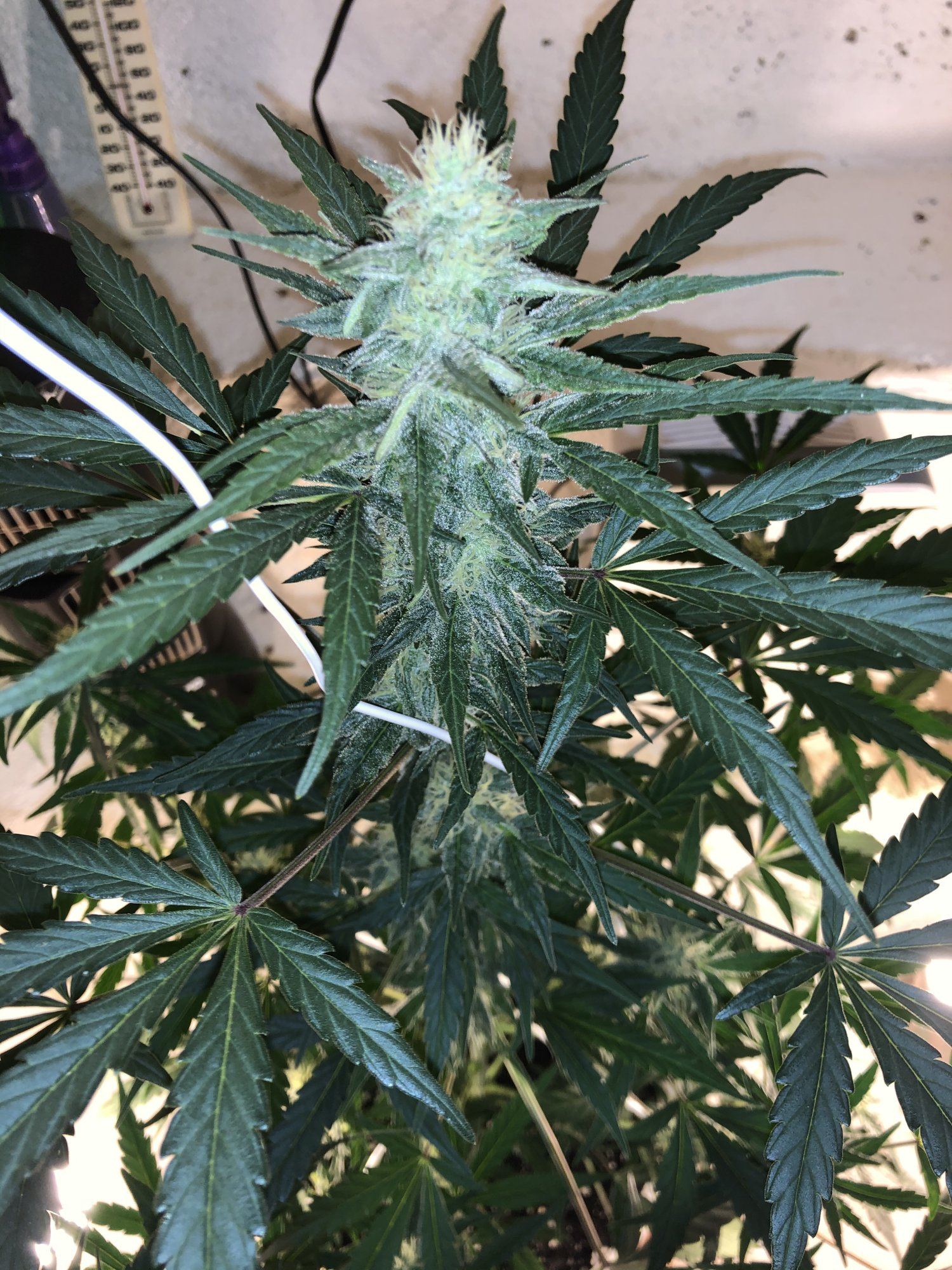 1st grow help 2