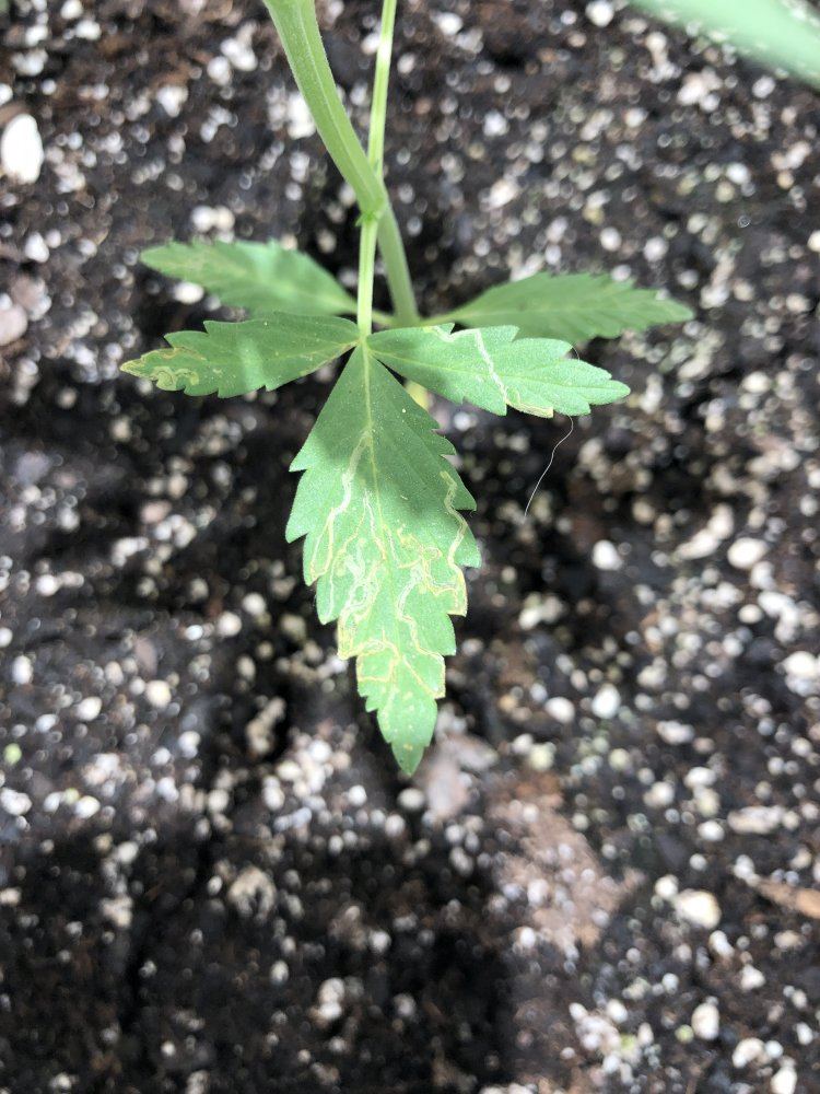1st grow   help 2