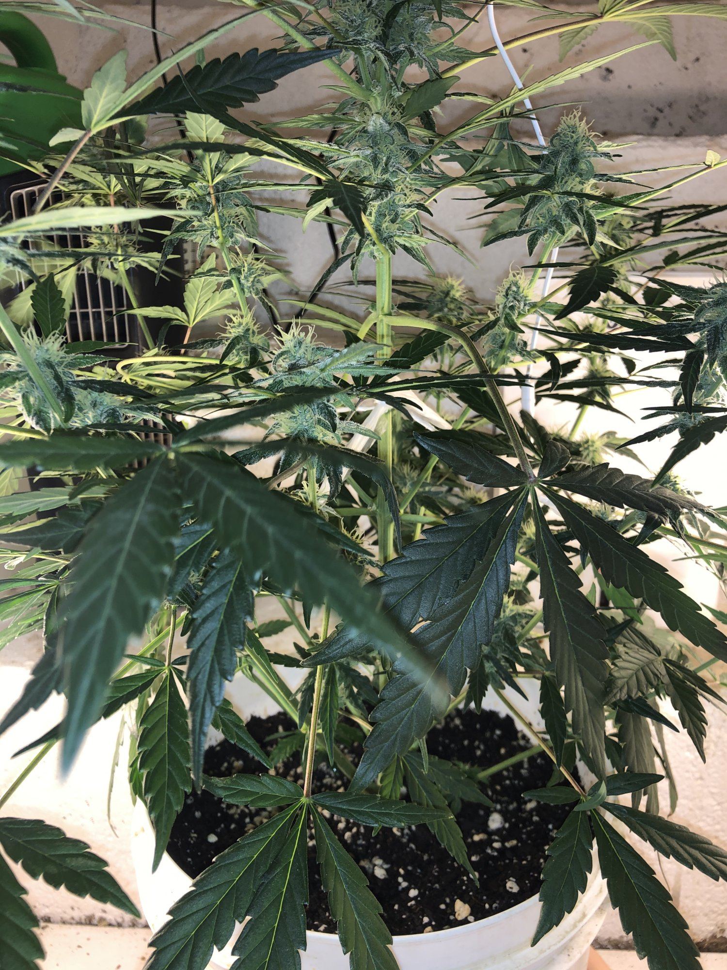 1st grow help 3