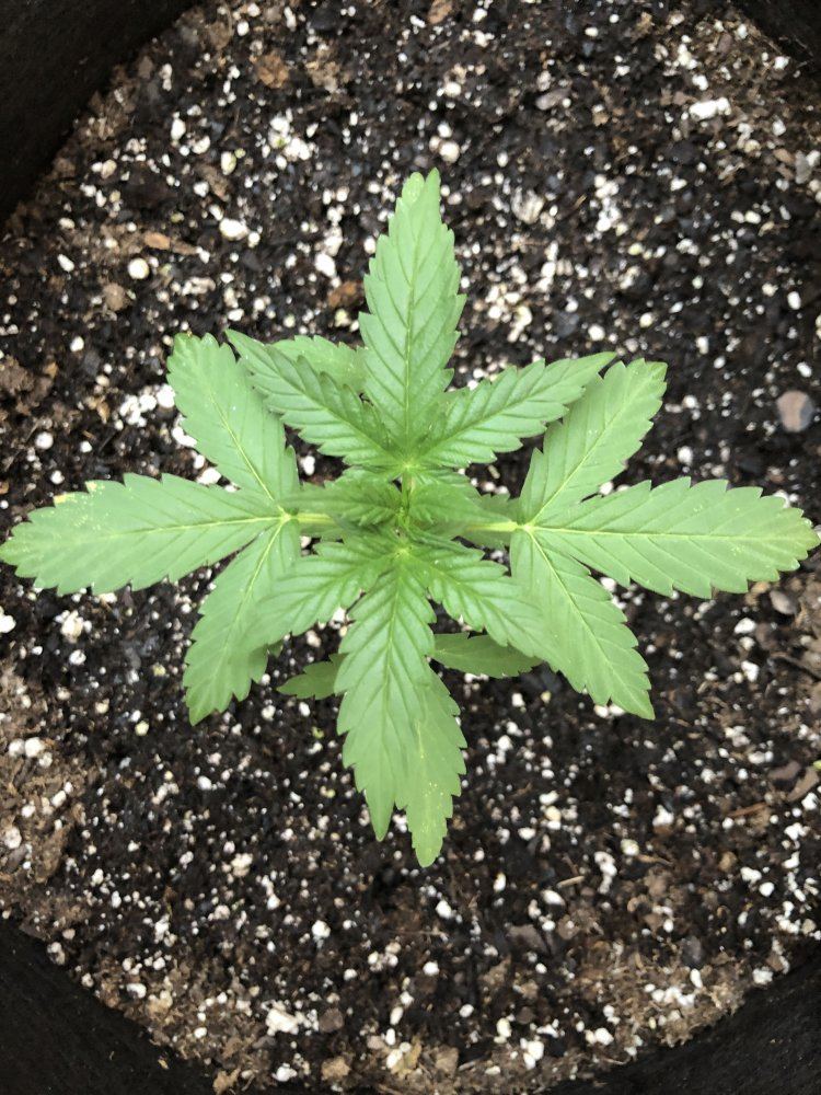 1st grow   help 3