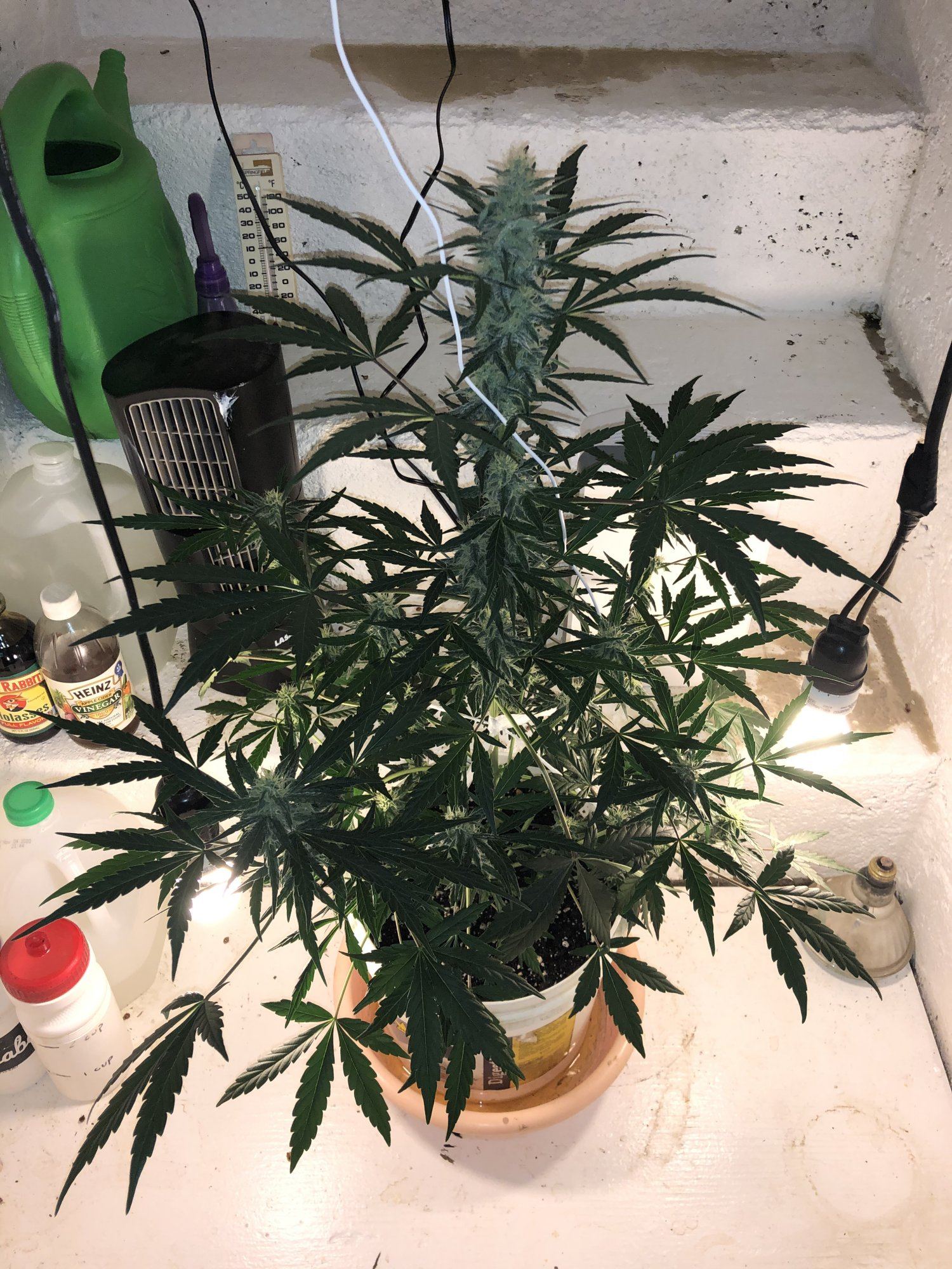 1st grow help