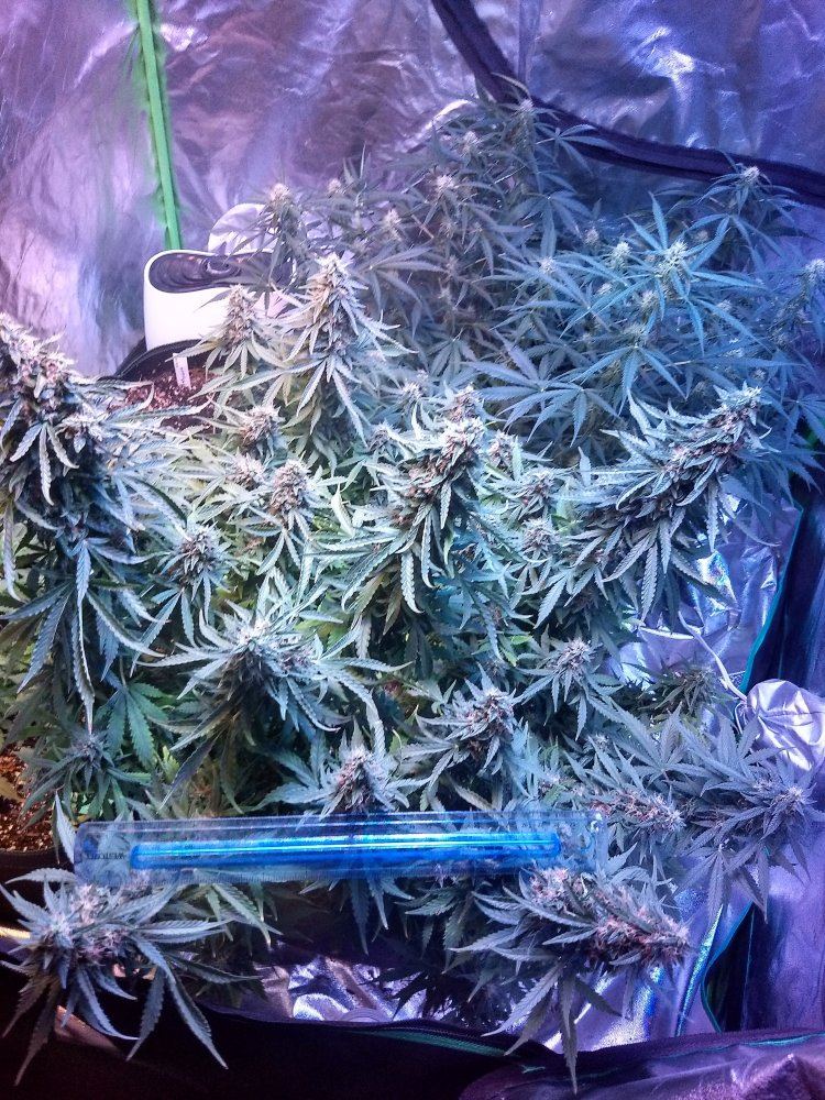 1st grow how long until harvest