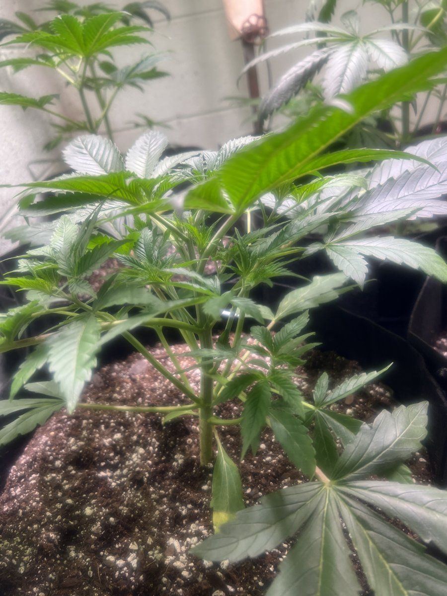 1st grow i need opinions and advice 10