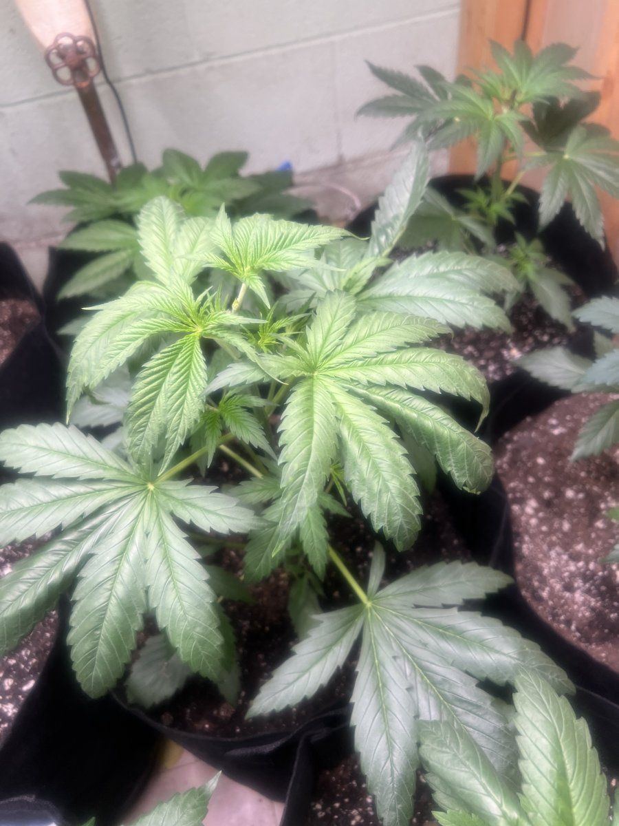 1st grow i need opinions and advice 4