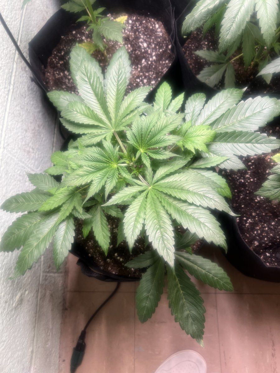 1st grow i need opinions and advice 5