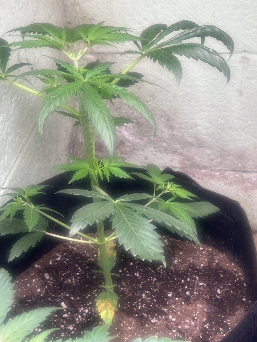 1st grow i need opinions and advice 6