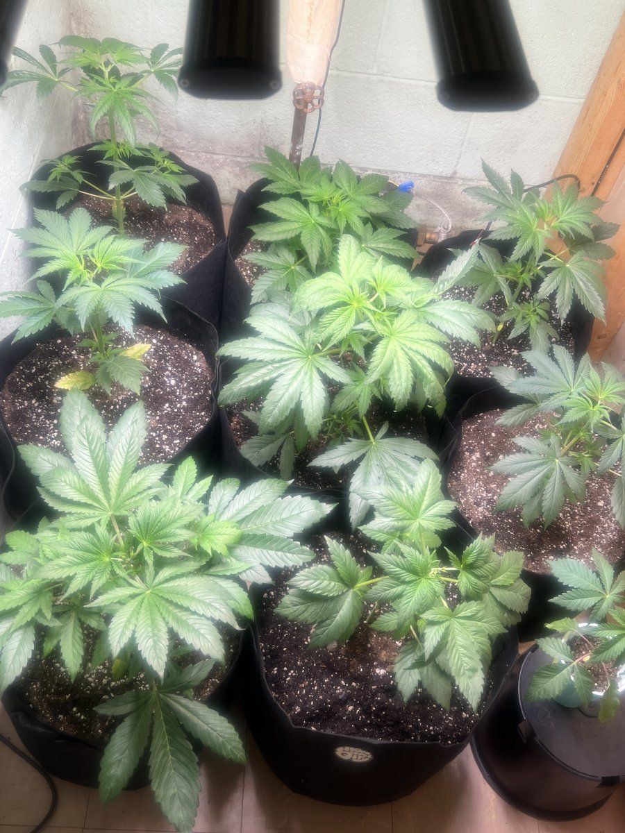1st grow i need opinions and advice