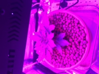 1st grow in coco 3