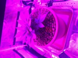 1st grow in coco 4
