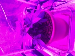 1st grow in coco 5