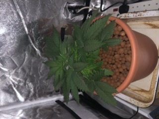 1st grow in coco 6