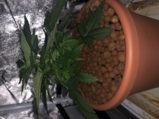 1st grow in coco 7