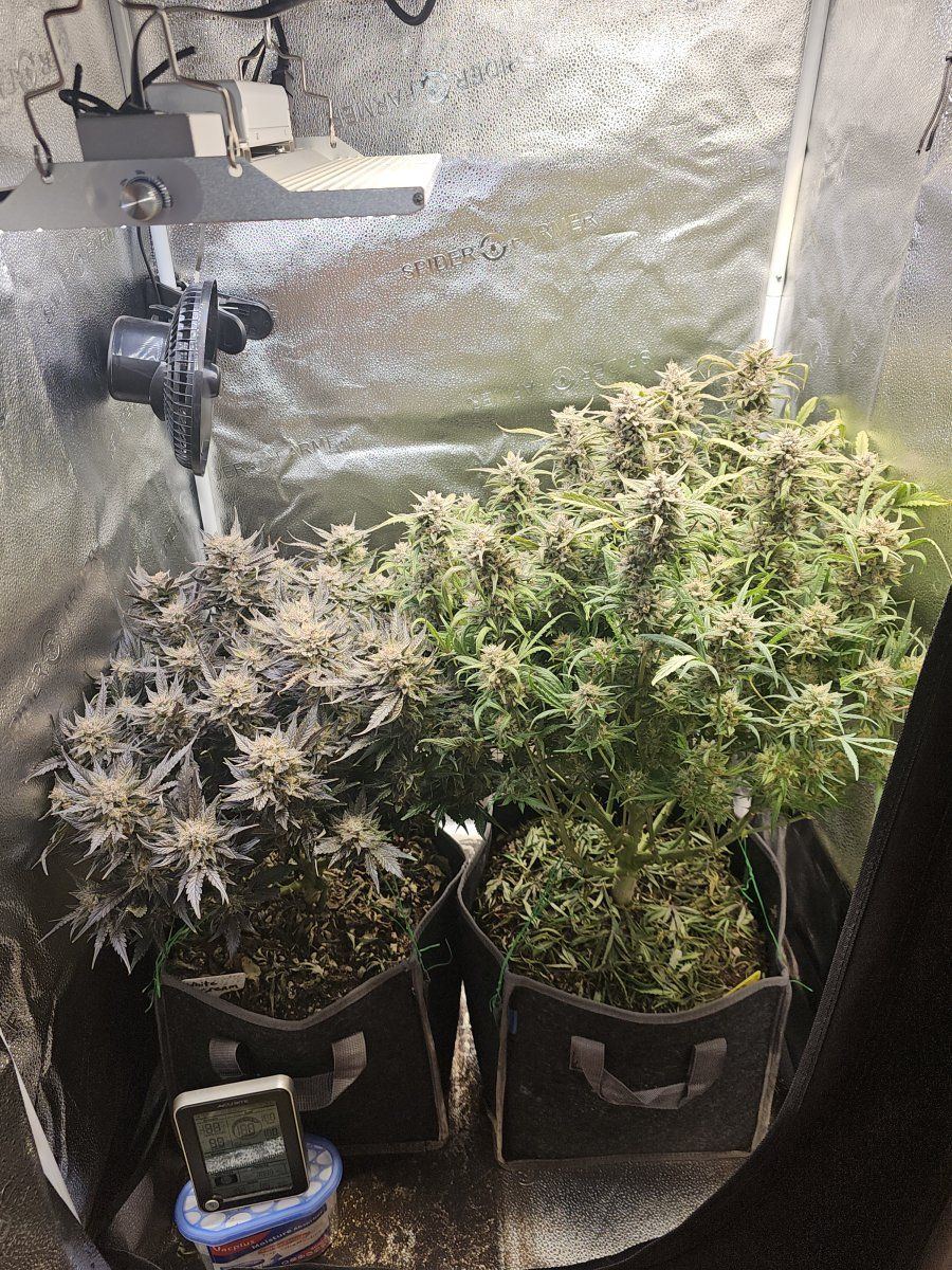 1st grow is it done 2
